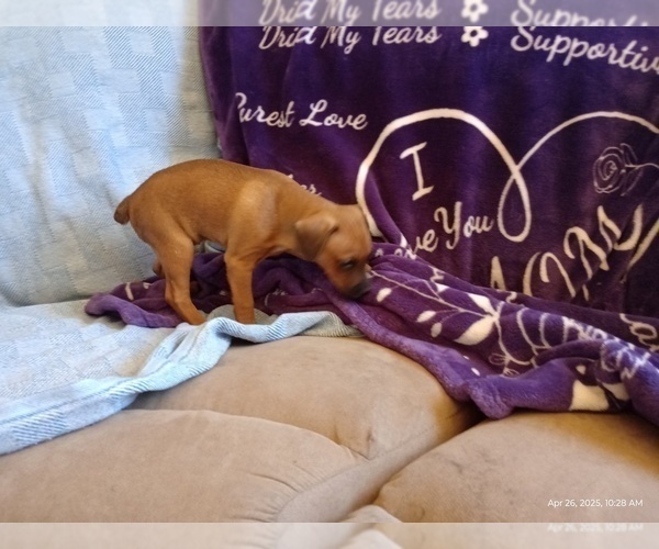 Medium Photo #11 Miniature Pinscher Puppy For Sale in BENSON, AZ, USA