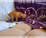Small Photo #11 Miniature Pinscher Puppy For Sale in BENSON, AZ, USA