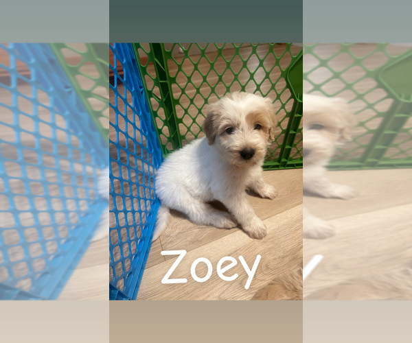 Medium Photo #8 Pyredoodle Puppy For Sale in MINSTER, OH, USA