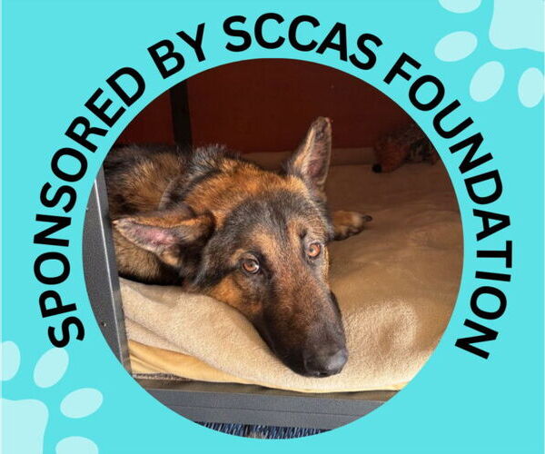 Medium Photo #1 German Shepherd Dog-Unknown Mix Puppy For Sale in Santa Cruz, CA, USA