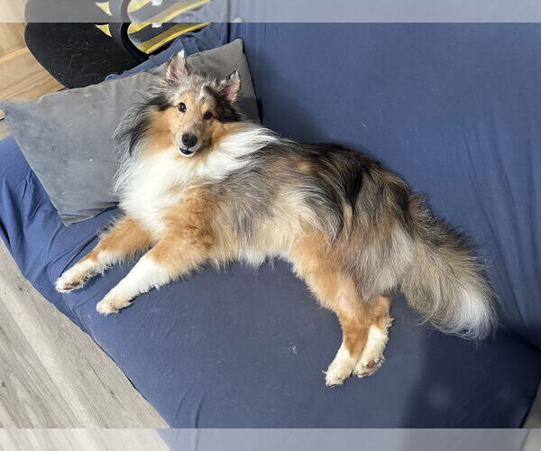 Medium Photo #3 Mutt Puppy For Sale in Rockaway, NJ, USA