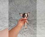 Small Photo #5 Chihuahua Puppy For Sale in INDIANAPOLIS, IN, USA