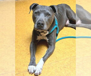 *BOONE - Male Mutt Dog for Adoption - Photo #2