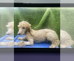 Poodle (Standard) Puppy for sale in LINCOLN PARK, MI, USA