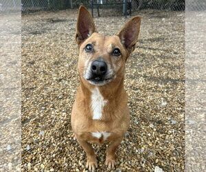 Harvey - Male Rat Terrier-Unknown Mix Dog for Adoption - Photo #3