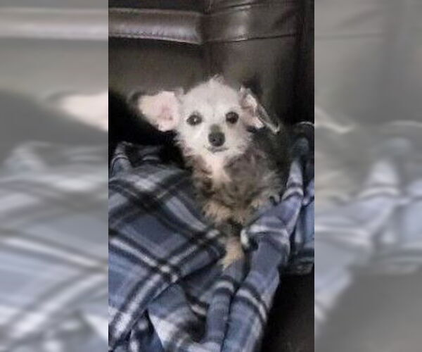 Medium Photo #3 Chihuahua-Unknown Mix Puppy For Sale in San Diego, CA, USA