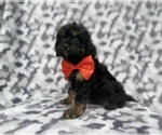 Small #6 Cavapoo (Miniature)