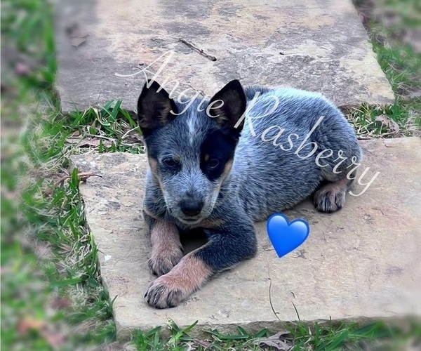 Medium Photo #1 Australian Cattle Dog Puppy For Sale in LIVINGSTON, TX, USA