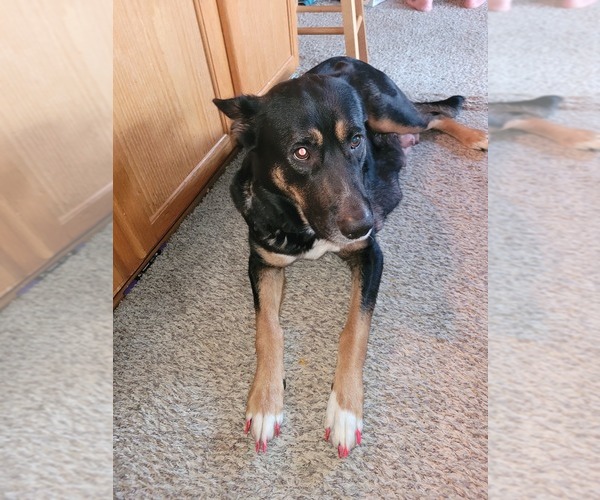 Medium Photo #1 Gerberian Shepsky Puppy For Sale in HOLTON, MI, USA