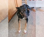 Small Photo #1 Gerberian Shepsky Puppy For Sale in HOLTON, MI, USA