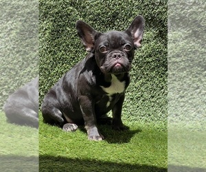 French Bulldog Puppy for sale in VICTORVILLE, CA, USA