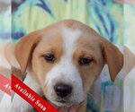 Small Photo #1 Australian Shepherd-German Shepherd Dog Mix Puppy For Sale in Huntley, IL, USA