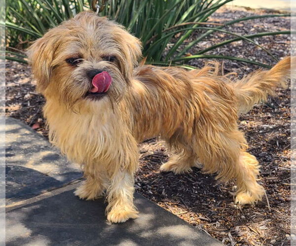 Medium Photo #2 Care-Tzu Puppy For Sale in Pipe Creek, TX, USA