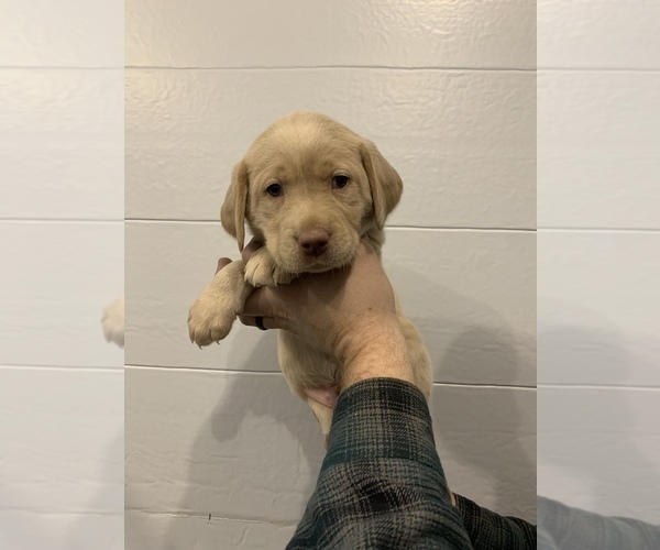 Medium Photo #3 Labrador Retriever Puppy For Sale in ALLENSVILLE, OH, USA