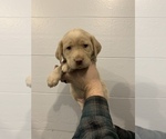 Small Photo #3 Labrador Retriever Puppy For Sale in ALLENSVILLE, OH, USA