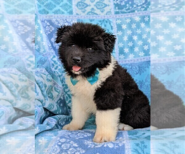 Medium Photo #3 Akita Puppy For Sale in CHRISTIANA, PA, USA