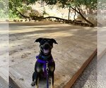Small Photo #119 Mutt Puppy For Sale in Kanab, UT, USA