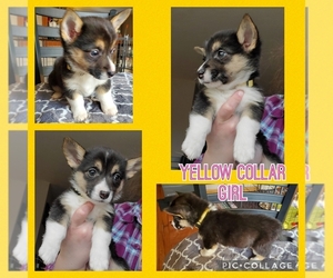 Pembroke Welsh Corgi Puppy for sale in URBANA, IL, USA