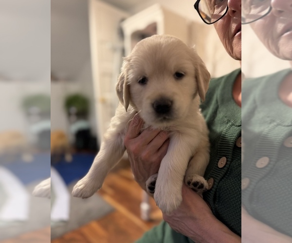Medium Photo #2 Golden Retriever Puppy For Sale in TACOMA, WA, USA