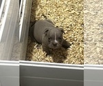 Puppy Puppy 4 American Bully