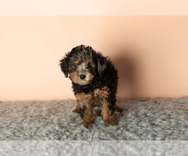 Medium Photo #6 Poodle (Miniature) Puppy For Sale in MILLERSBURG, IN, USA