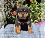 Nash - Male Rottweiler Puppy for Sale - Photo #3