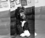Small Photo #9 Goldendoodle Puppy For Sale in VONORE, TN, USA