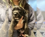 Small #3 Cane Corso-Saint Bernard Mix