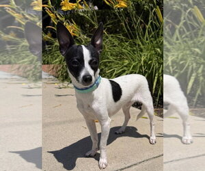 Moo Chi - Male Chihuahua-Unknown Mix Dog for Adoption - Photo #2