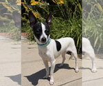 Small #1 Chihuahua Mix