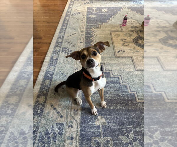 Medium Photo #1 Mutt Puppy For Sale in Boston, MA, USA