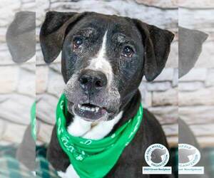 Bulldog-Labrador Retriever Mix Dogs for adoption in Kennesaw, GA, USA