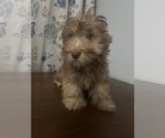 Small #29 Havanese