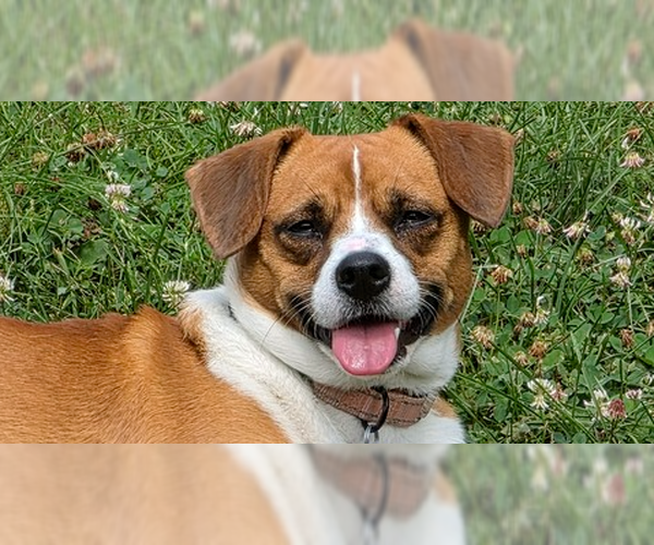 Medium Photo #7 Raggle Puppy For Sale in Springdale, PA, USA