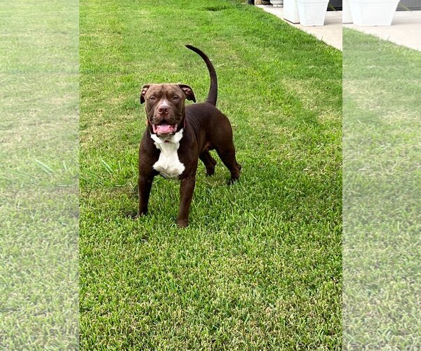 Medium Photo #9 Mutt Puppy For Sale in Shreveport, LA, USA