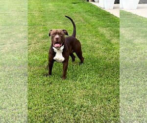Hugo - Male Mutt Dog for Adoption - Photo #9