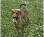 Small #10 Doberman Pinscher