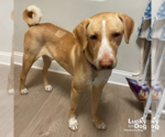 Small #16 Labrador Retriever Mix