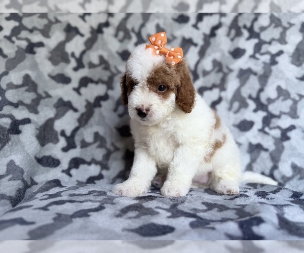 Medium Photo #8 Cavapoo (Miniature) Puppy For Sale in LAKELAND, FL, USA