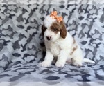 Small #7 Cavapoo (Miniature)
