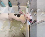 Small #4 American Pit Bull Terrier Mix