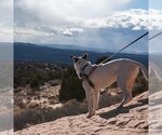 Small Photo #14 Pointer-Unknown Mix Puppy For Sale in Kanab, UT, USA