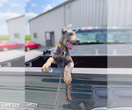 Small Photo #1 Doberman Pinscher Puppy For Sale in LITITZ, PA, USA