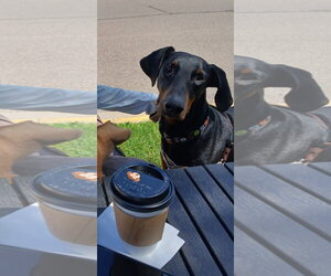 Doberman Pinscher Dogs for adoption in Buffalo, MN, USA