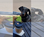 Small Doberman Pinscher