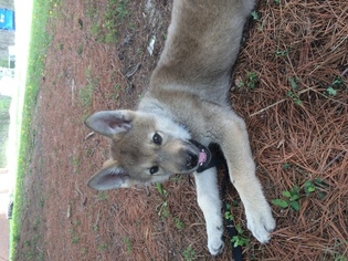 Wolf Hybrid Puppy for sale in MINNEAPOLIS, MN, USA