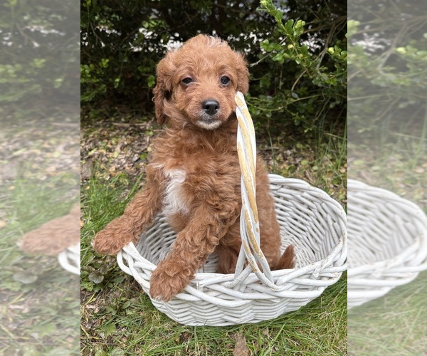 Medium Photo #2 Goldendoodle (Miniature) Puppy For Sale in MIDDLEBURY, IN, USA