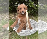 Small #1 Goldendoodle (Miniature)