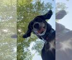 Small #2 American Foxhound-Weimaraner Mix