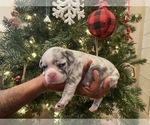 Small Photo #2 French Bulldog Puppy For Sale in KENDALL PARK, NJ, USA